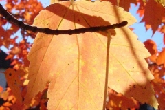 fall_leaf