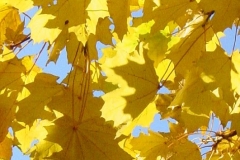 golden_leaves