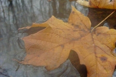 leaves_reflected
